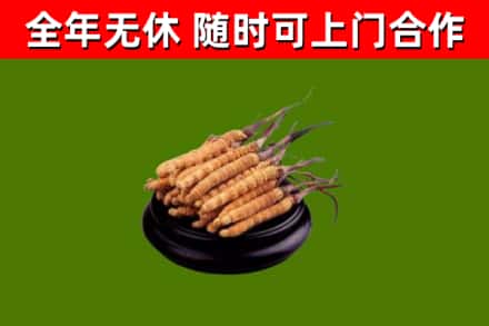 大安回收散虫草