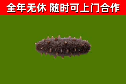 大安回收海参干